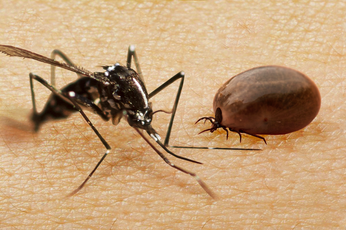 a mosquito and a tick