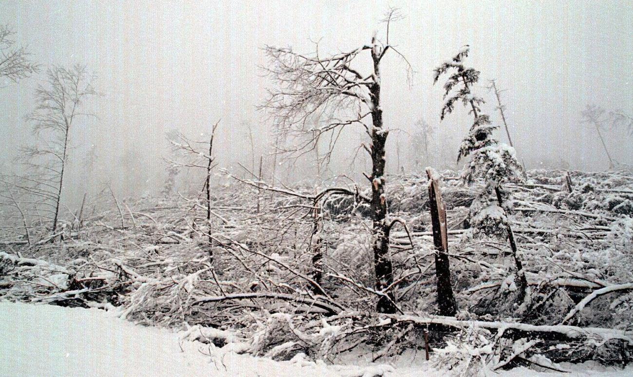 倒壊した森林。エンゲルベルガー谷