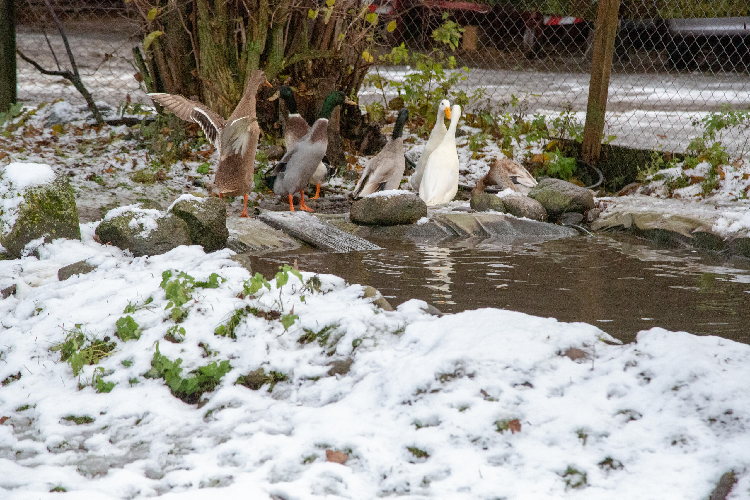 Canard près d un point d eau