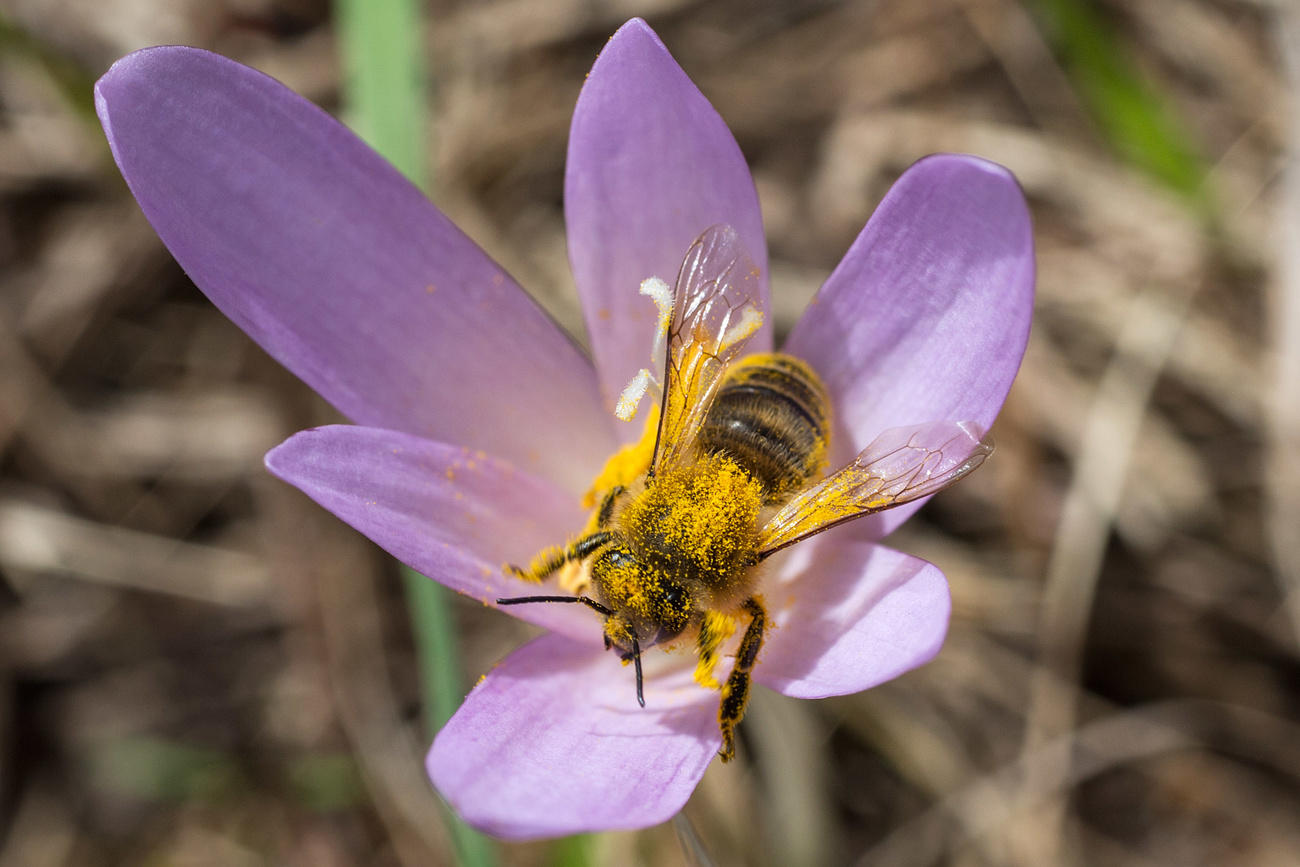 Ape su fiore viola