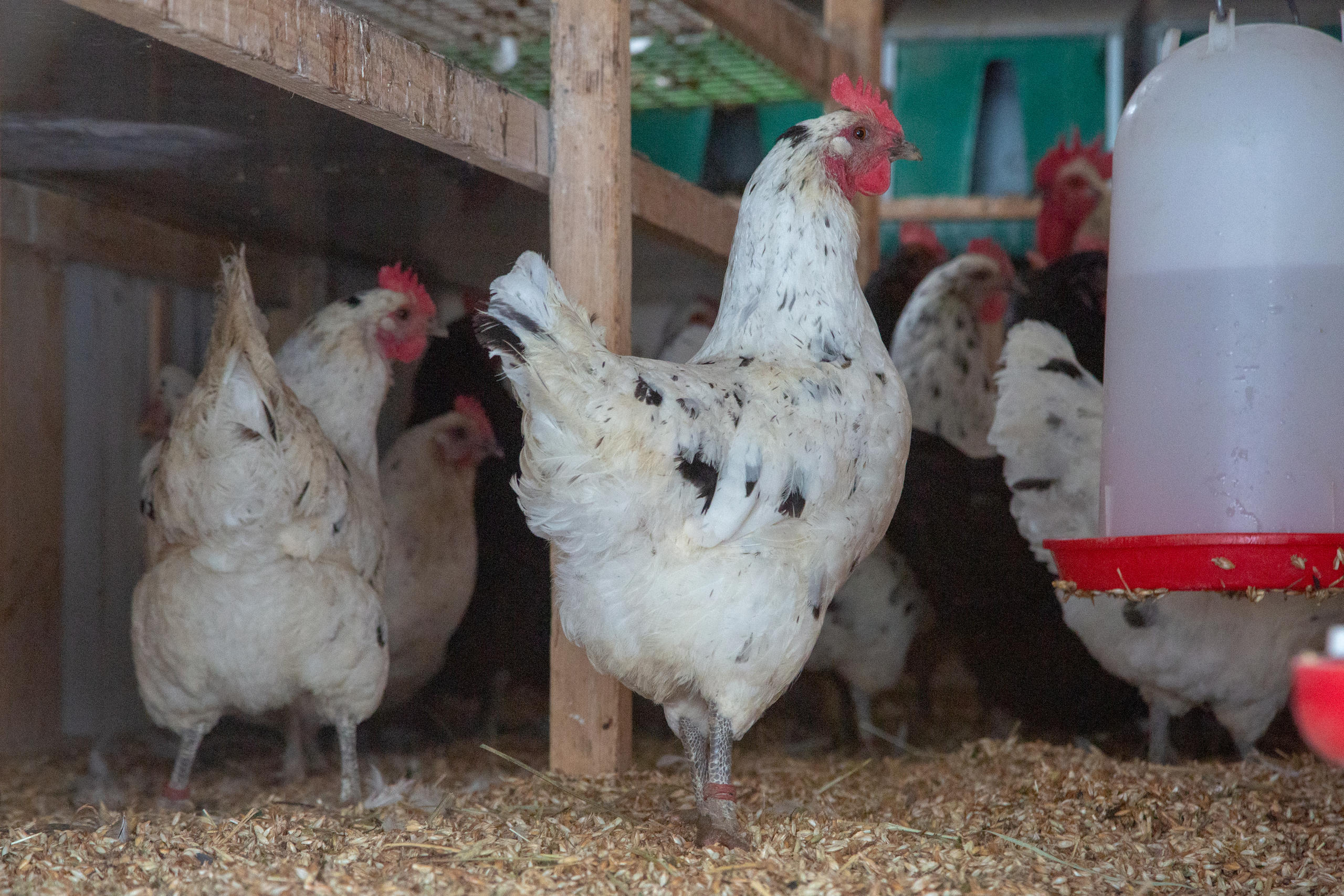 Poules près d un abreuvoir.