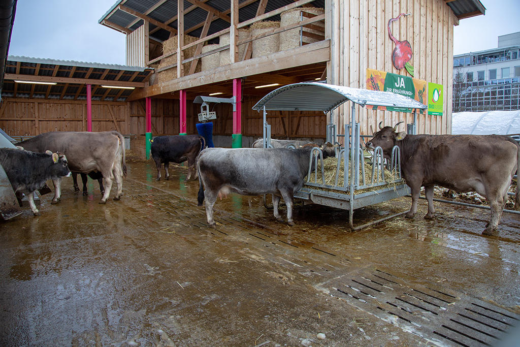 Radiesli Farm in Worb nr. Bern.