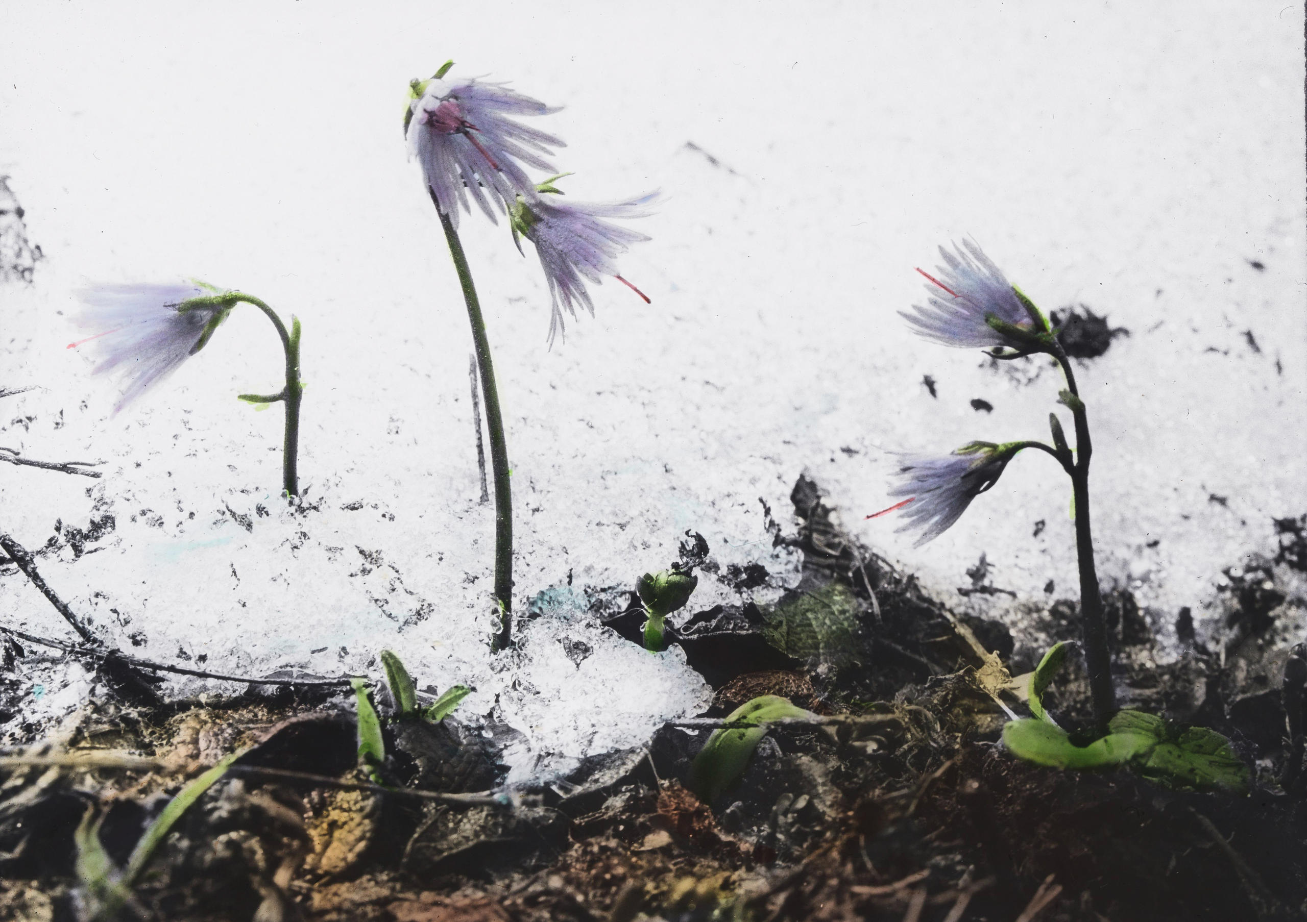 Flowers in the snow