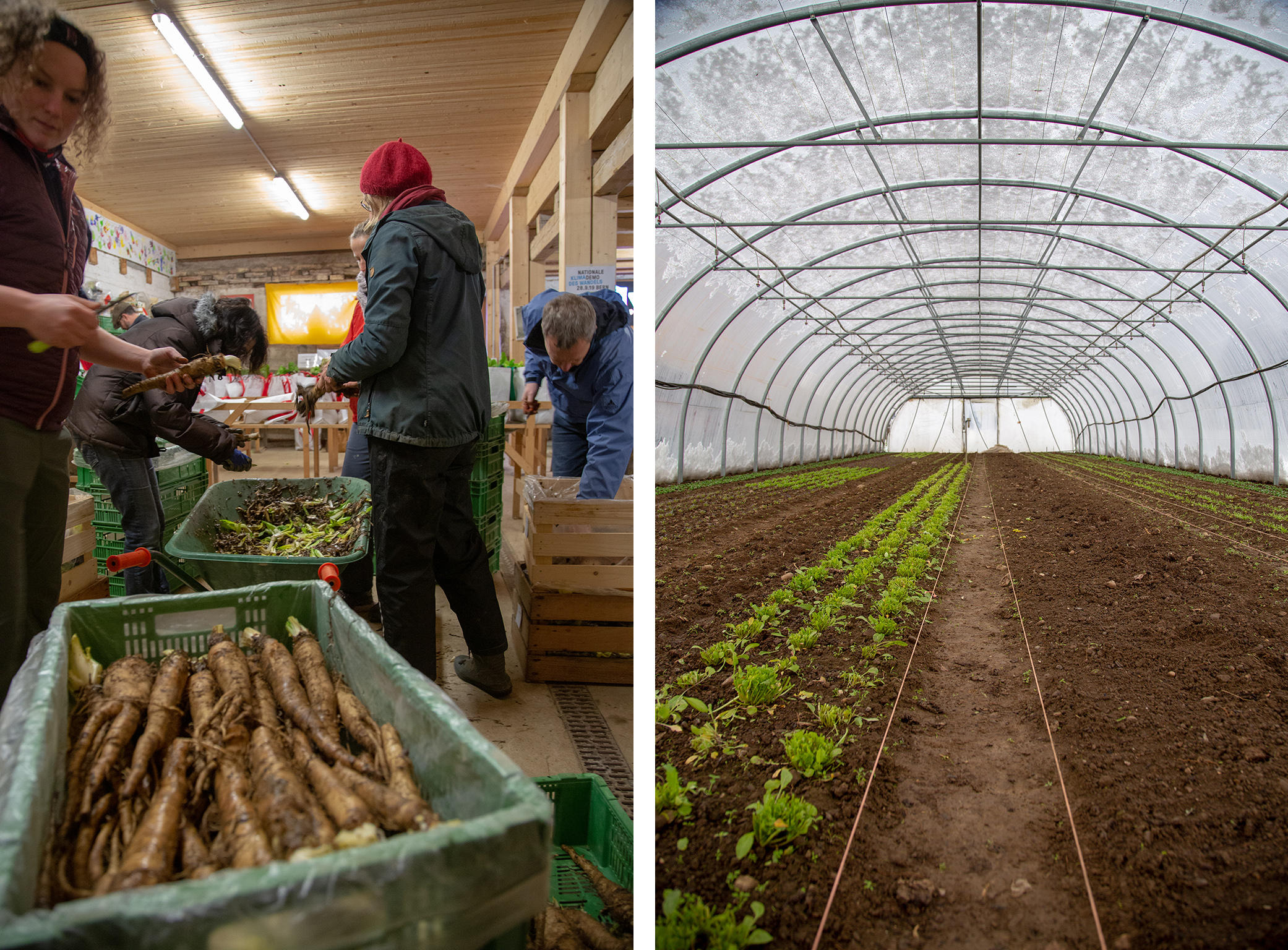 links: Freiwillige beim Abpakcen von Gemüse; rechts: im Gewächshaus gedeiht