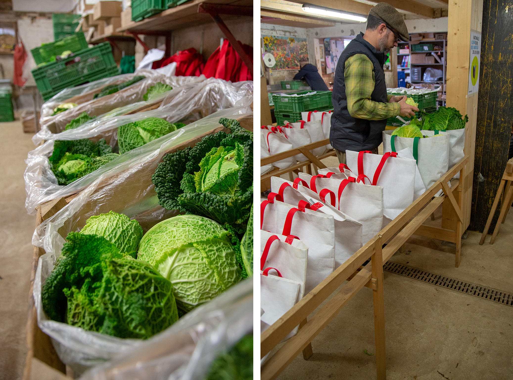 cabbage combination with volunteer