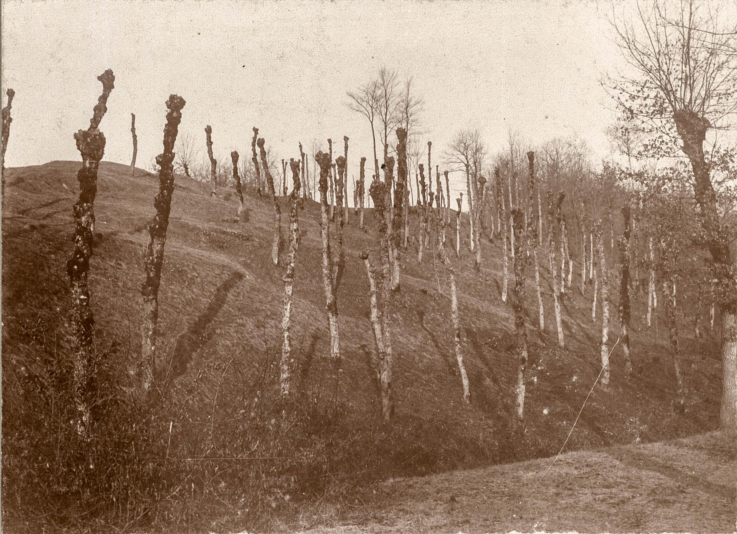 tronchi d albero