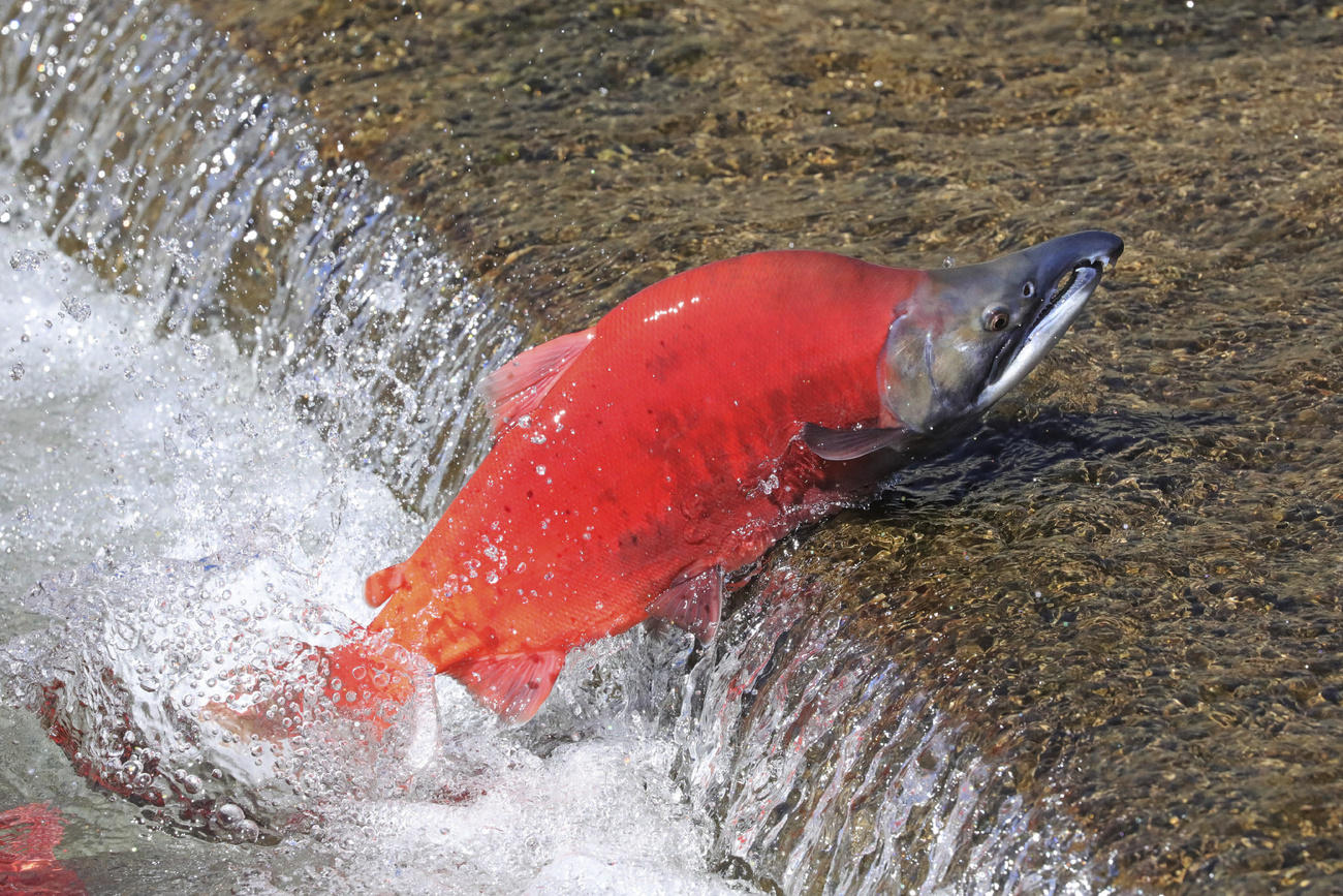 A salmon swimming upstream