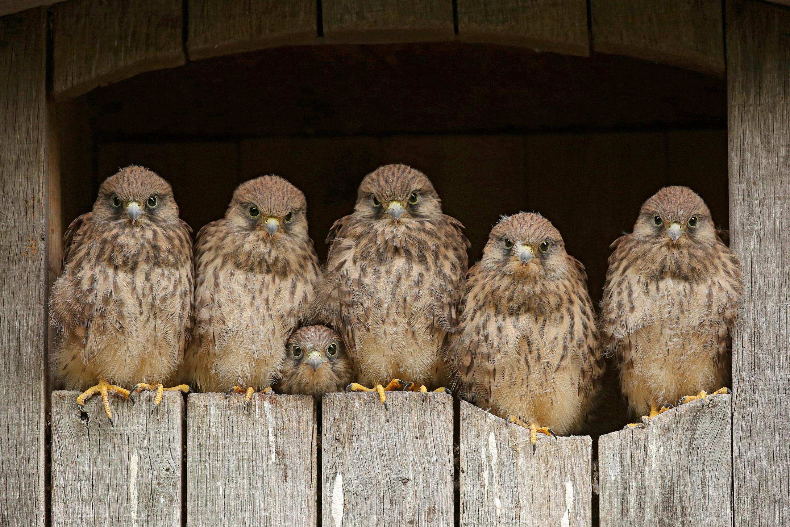 kestrel chicks in a nest box