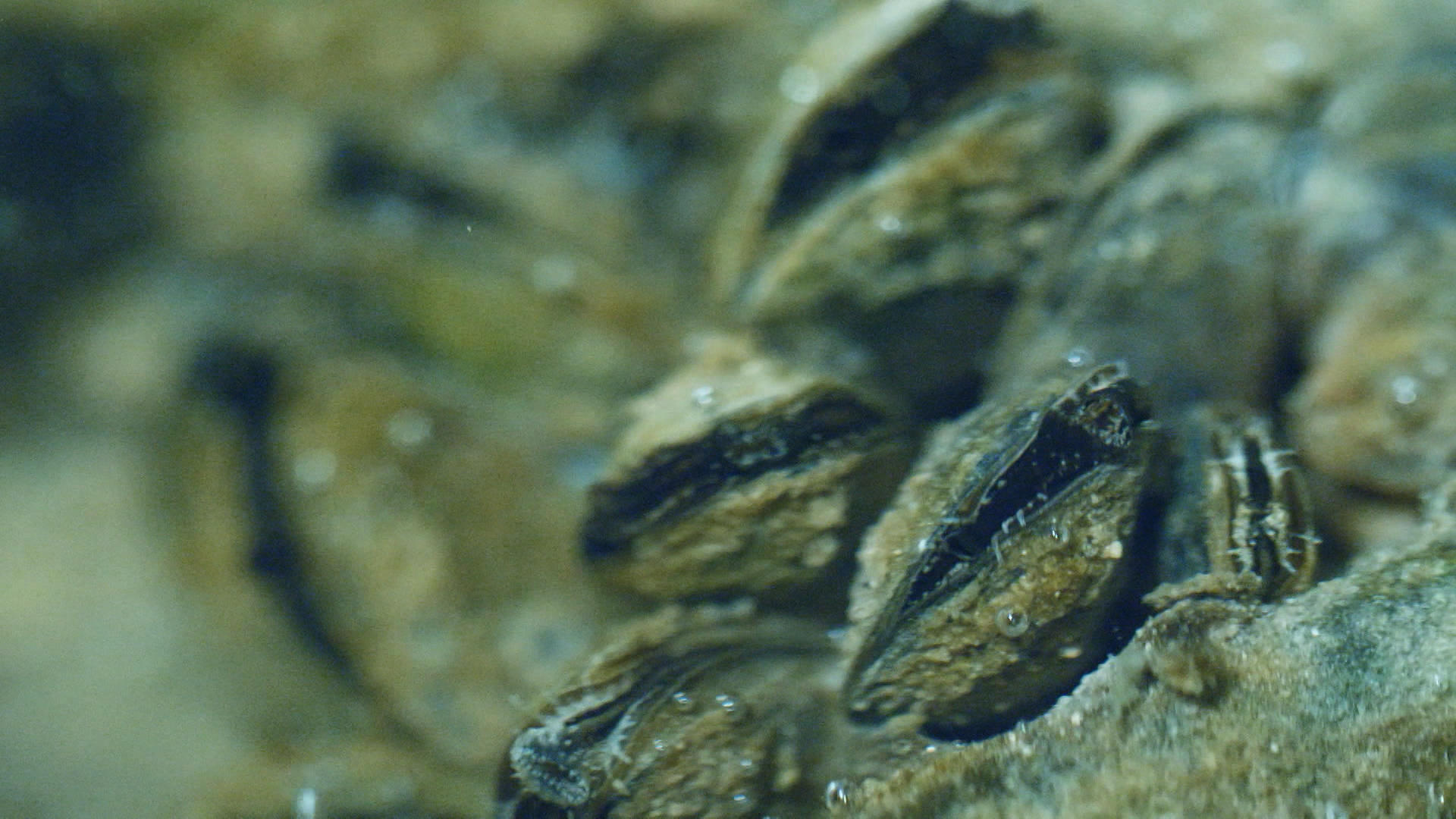 Mussels on sea bed