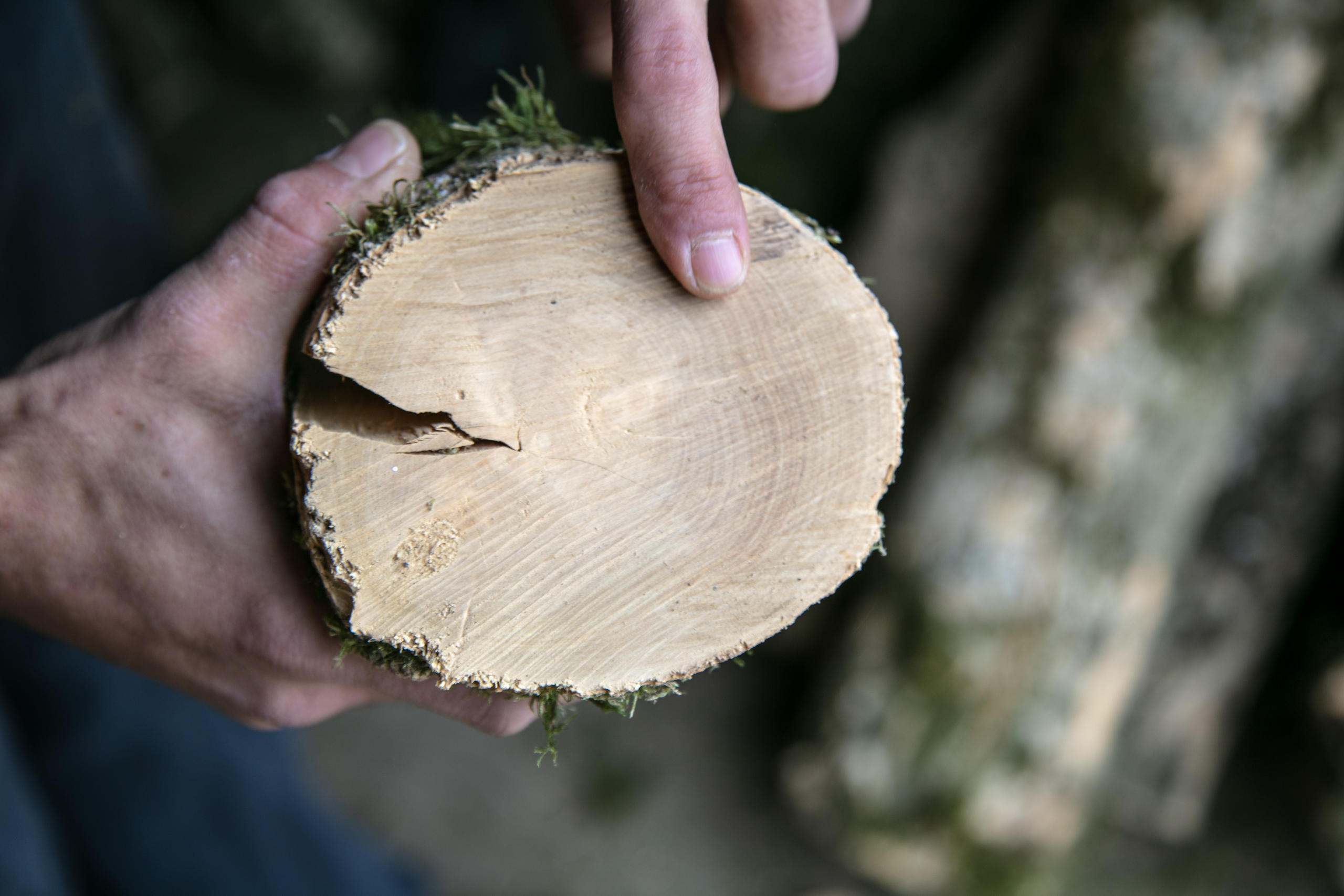 Un hombre muestra el interior de un tronco de árbol.