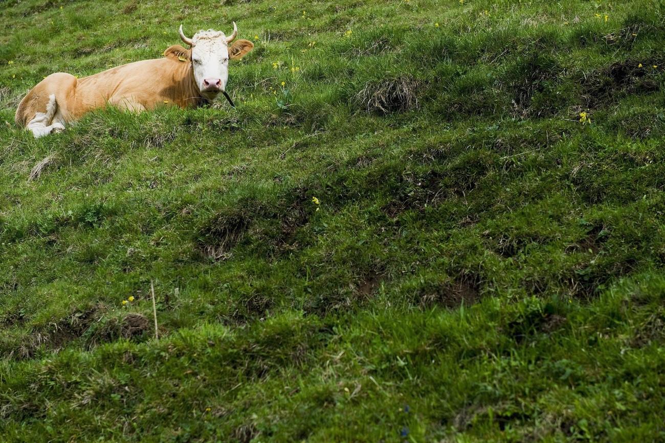 vache