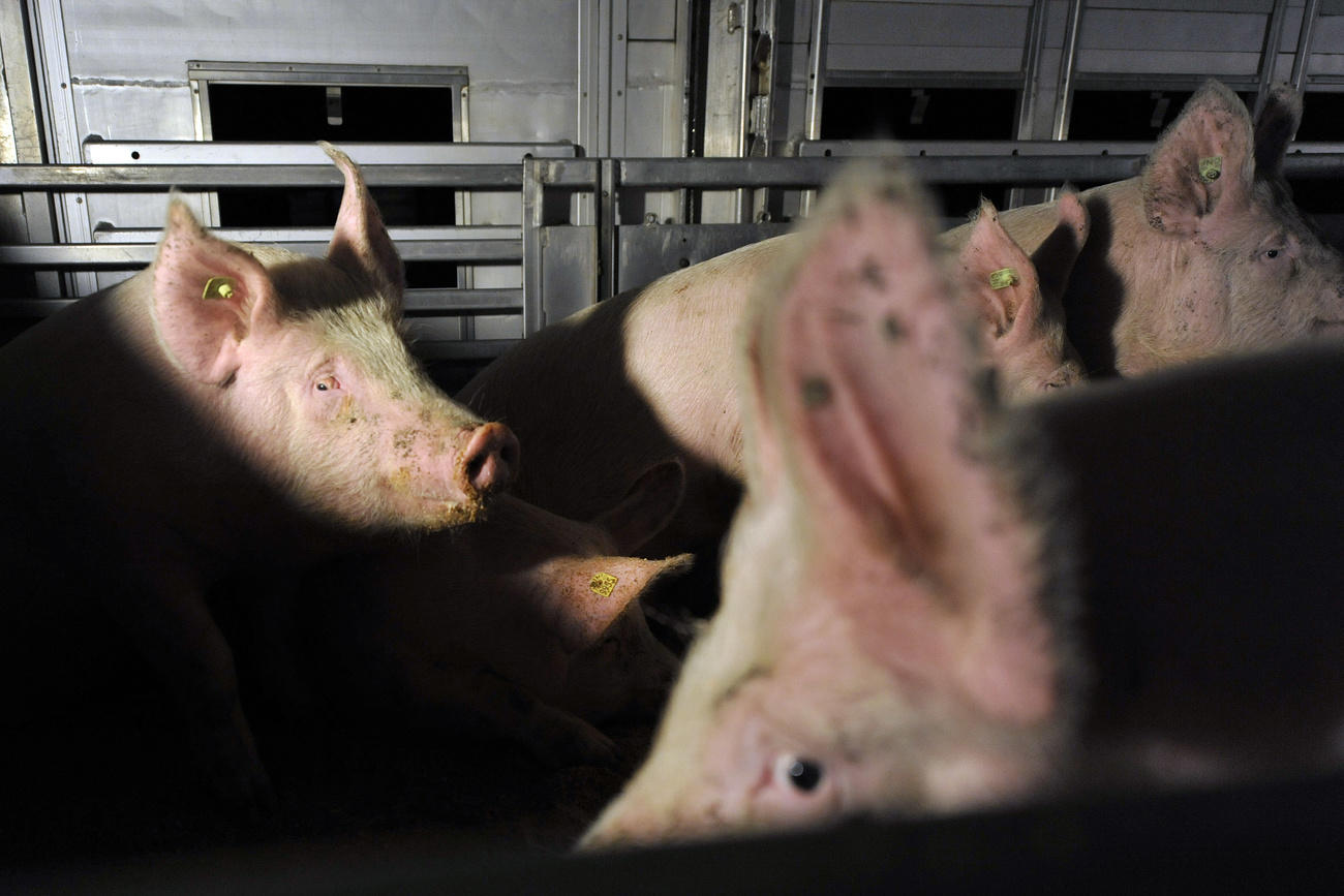 pigs being transported