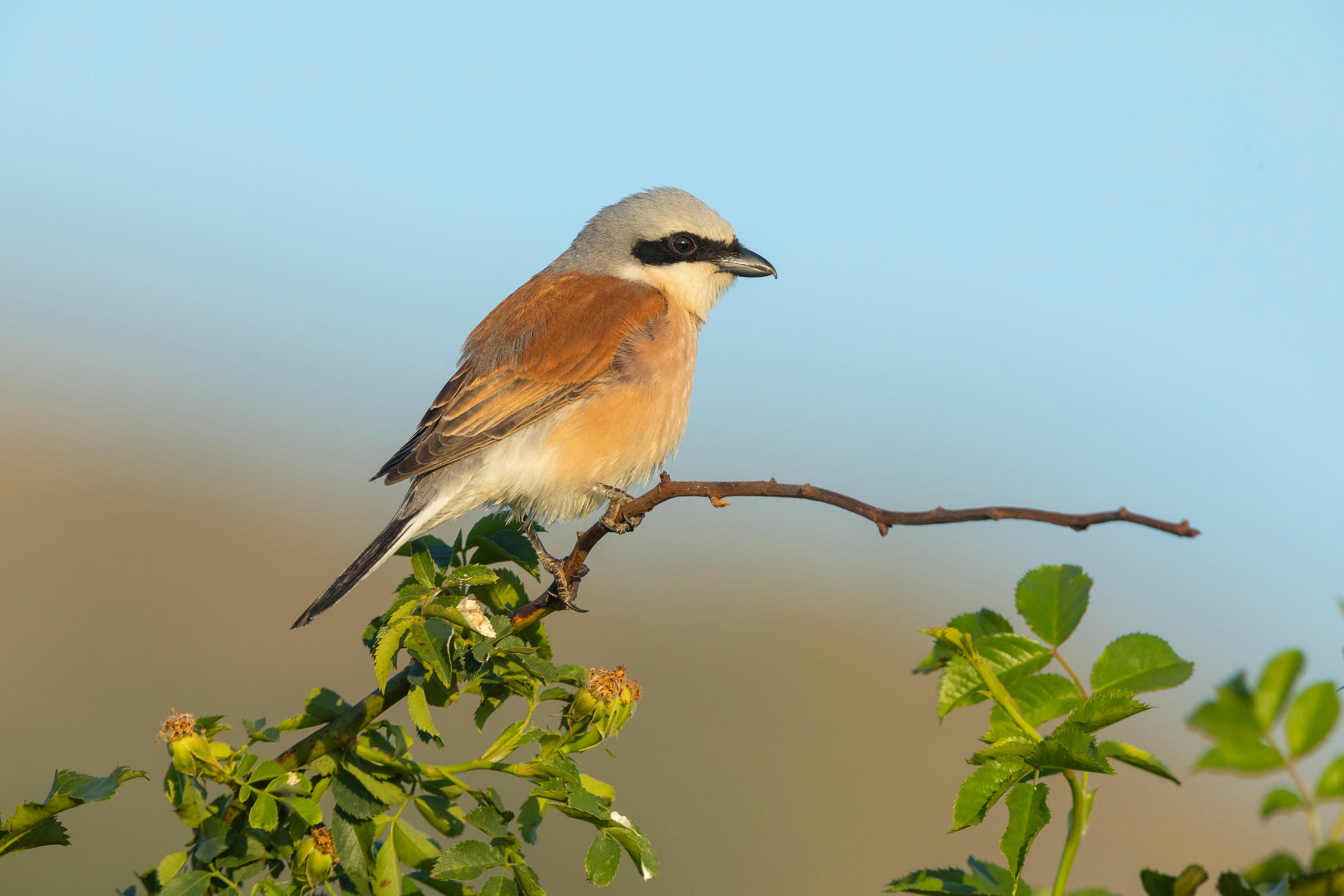 Red-backed shrike