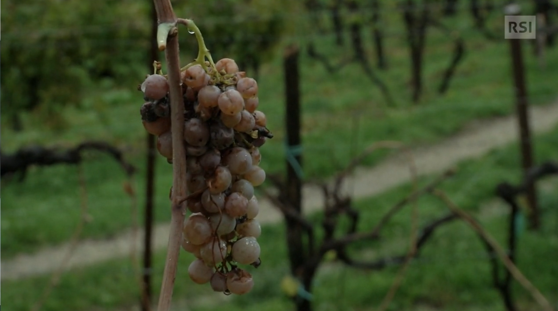 Primo piano di un grappolo di uva bianca; tutt attorno, sfocato, vigneto