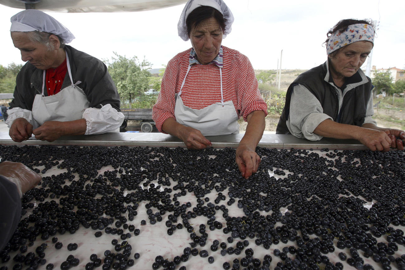 women sorting grapes