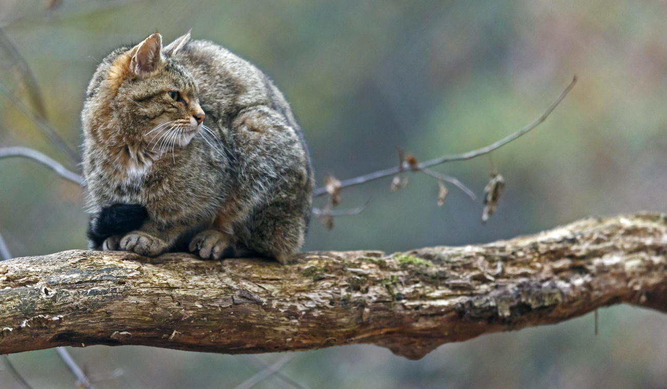 欧洲野猫重返瑞士境内的一些地区。