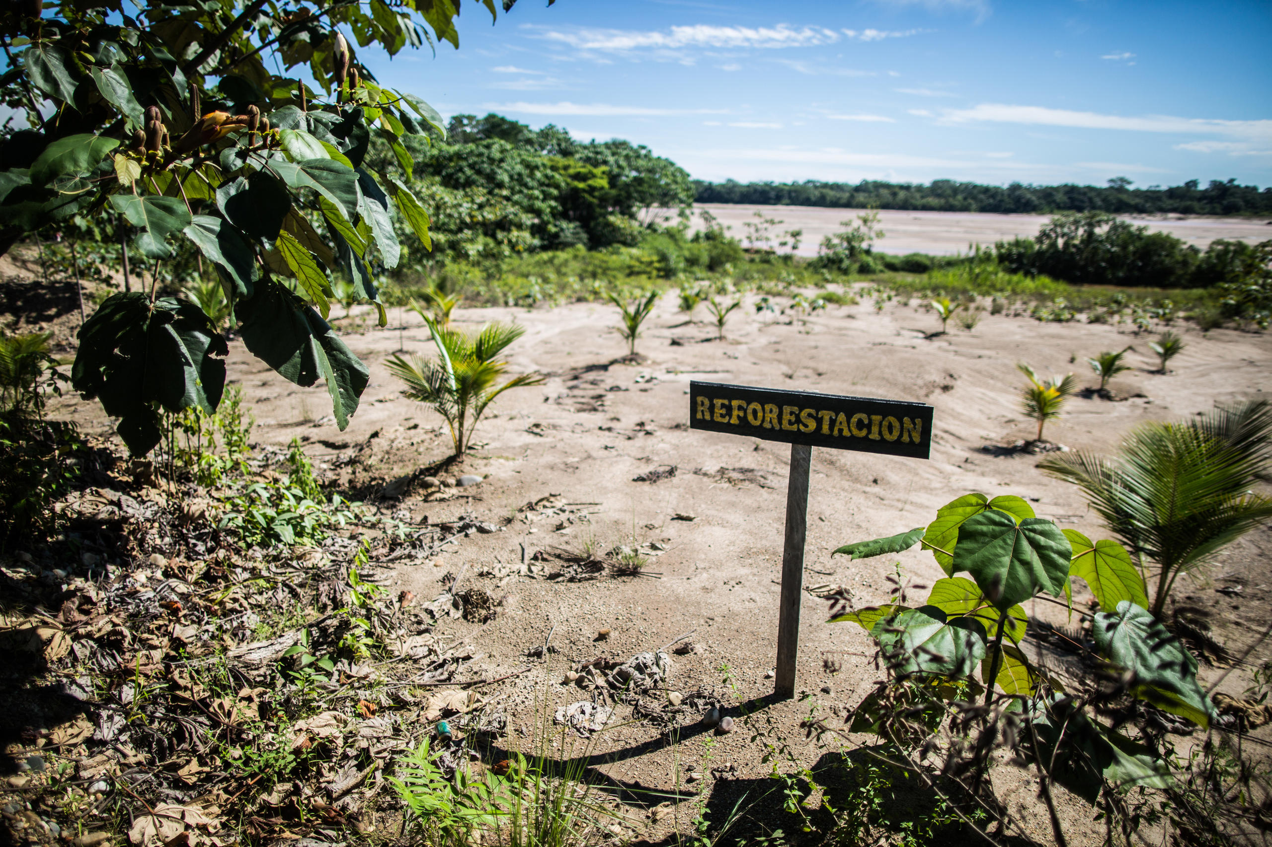 warning sign with the note reforestacion. means in englisch reforestation