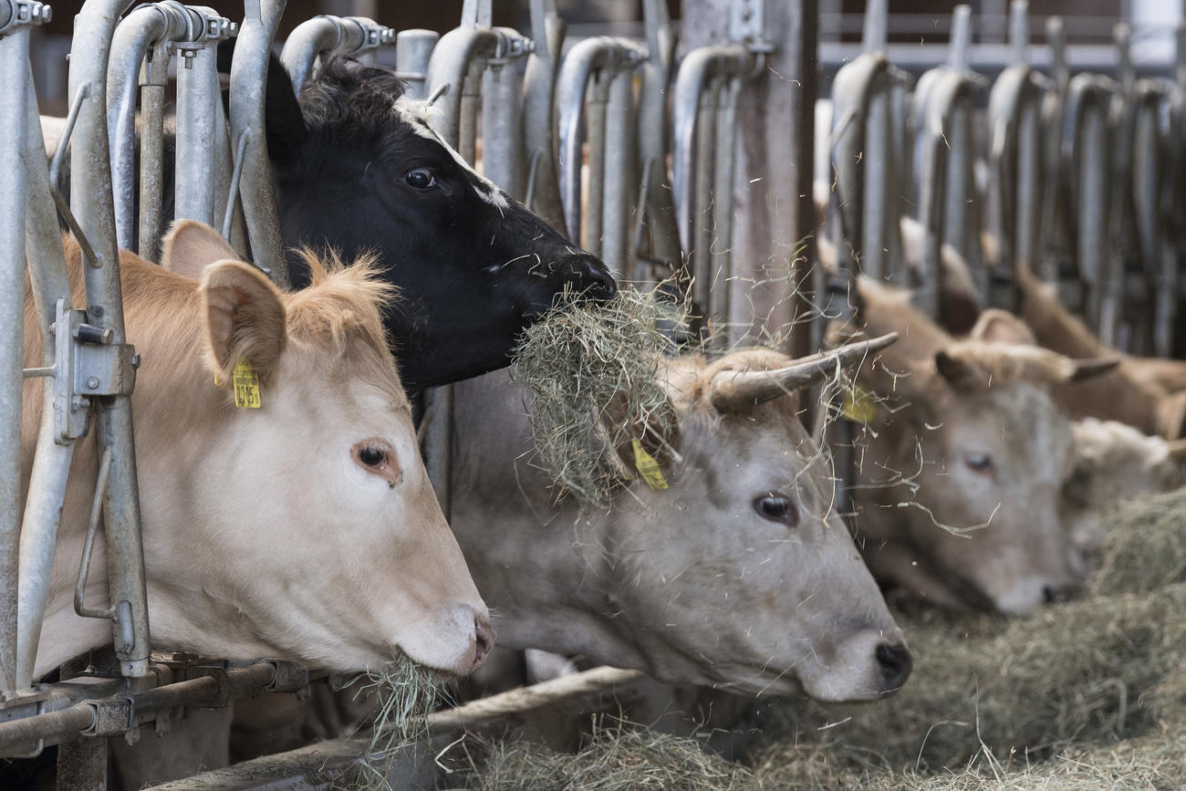 a row of cows eating in a barn