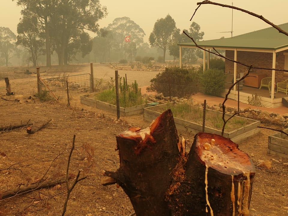Wegen Feuergefahr abgesägte Bäume vor einer Farm