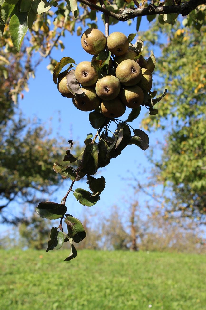 cooking pear