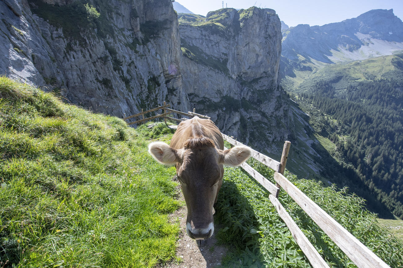 A cow on a mountain