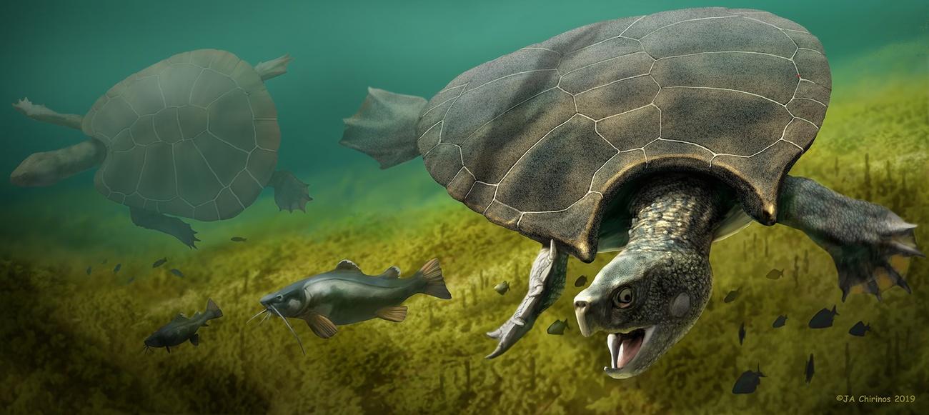 Visual reconstruction of the Stupendemys geographicus