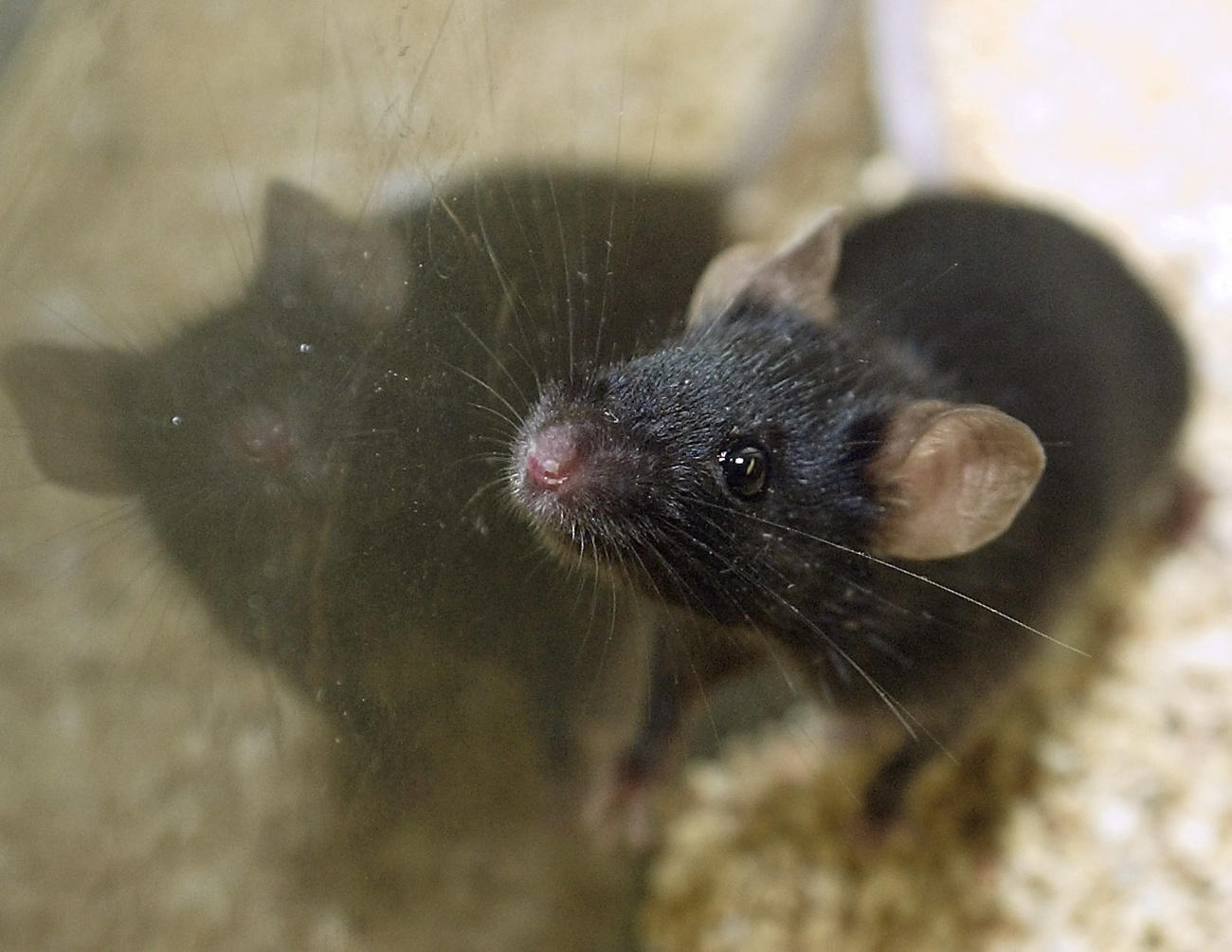 mouse