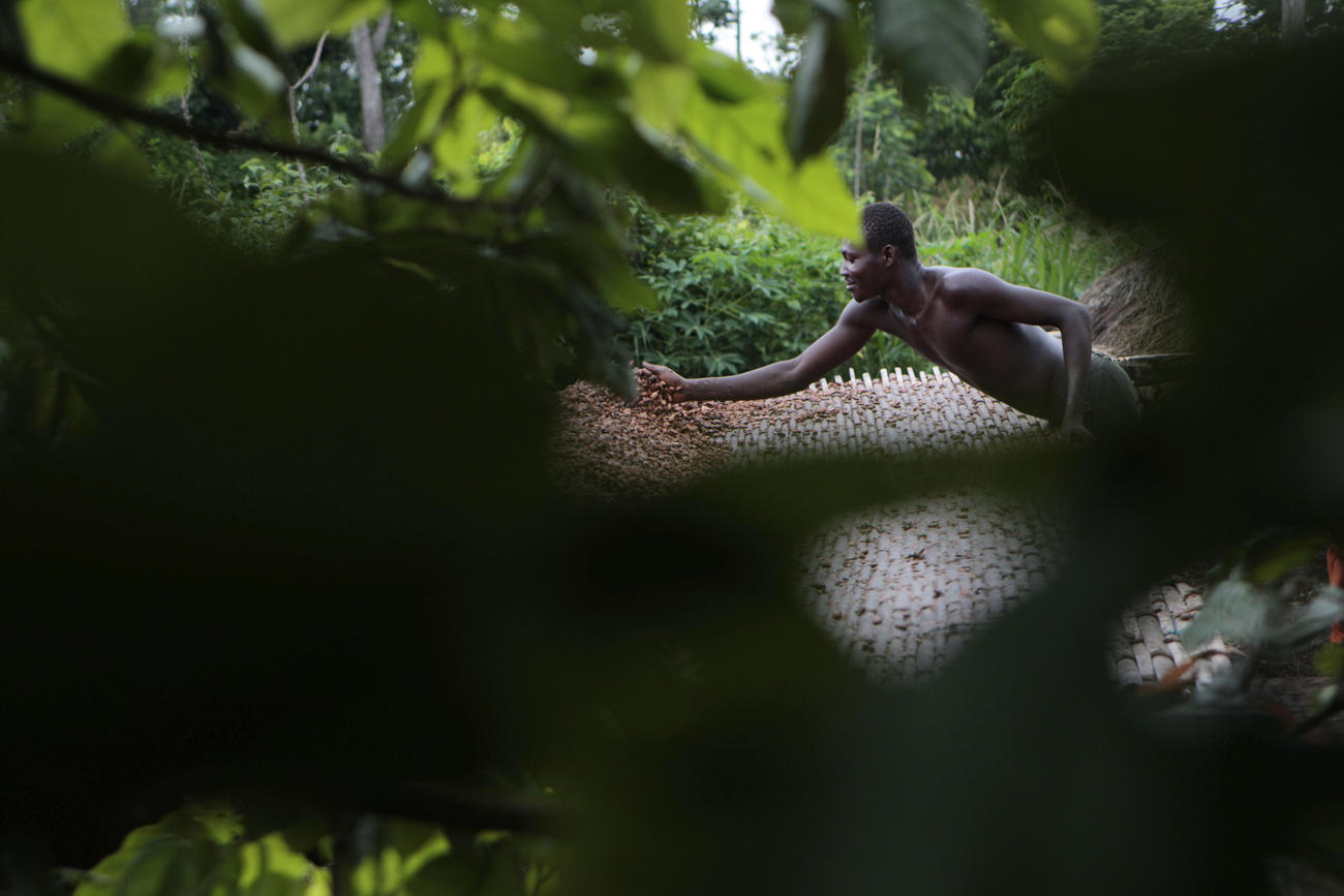 Récolte du cacao au Ghana