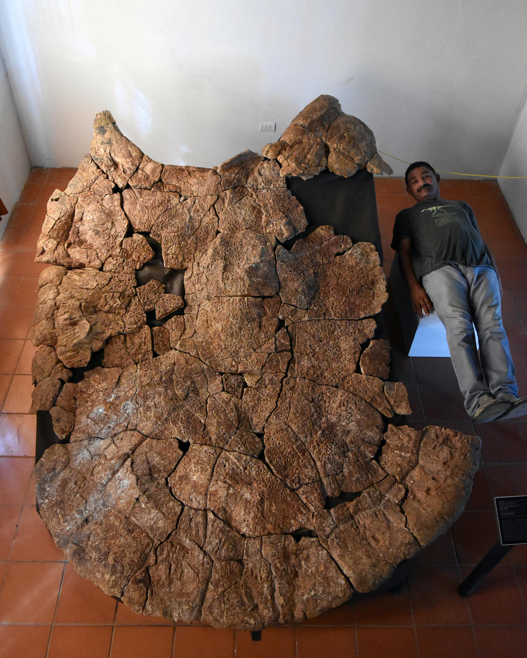 Venezuelan paleontologist Rodolfo Sanchez lies next to the shell of a Stupendemys geographicus specimen.