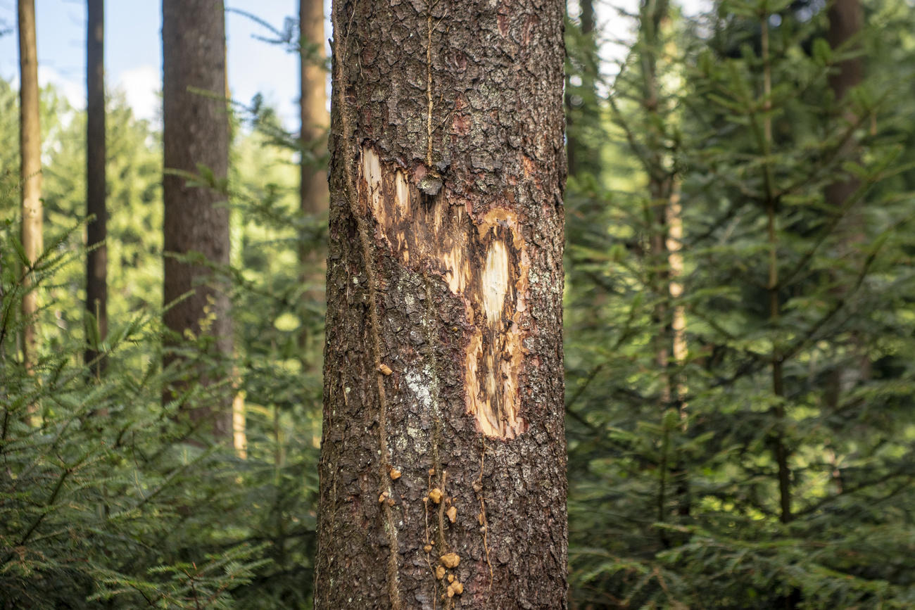 infested woodland