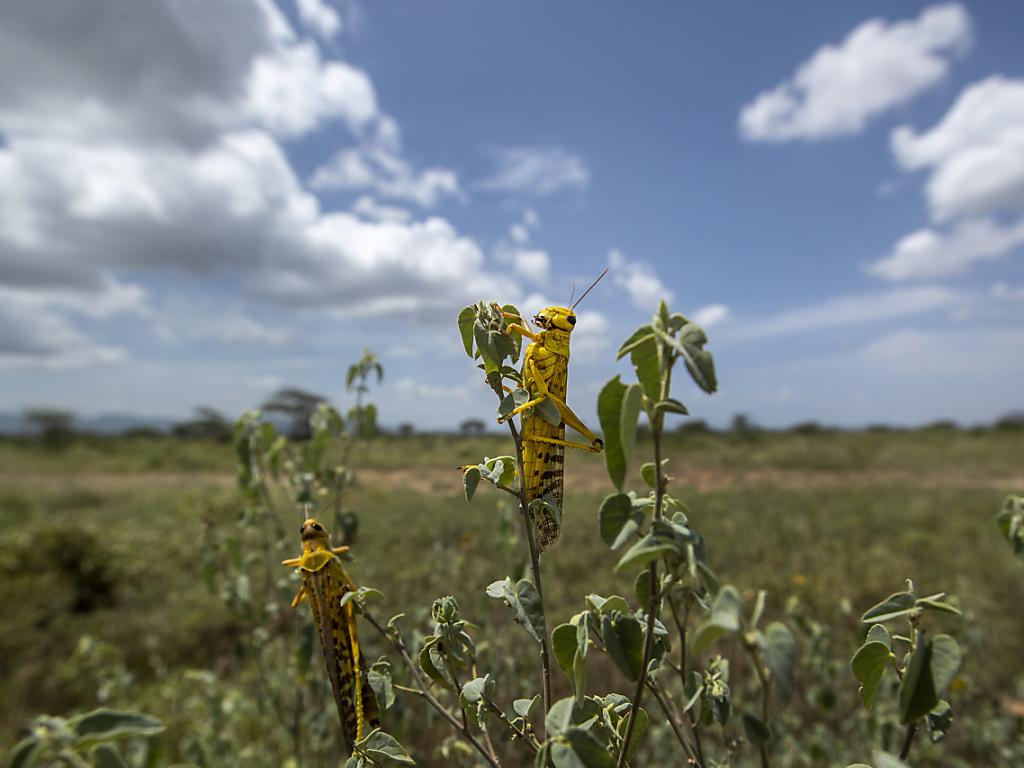 Occhiali Da Locusta Del Deserto - Antivento E Sabbia, Con 2 Lenti Cachi, Per Esterno