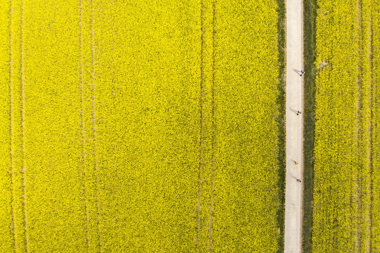 Imagen aérea de campo de colza y camino rural con cuatro paseantes