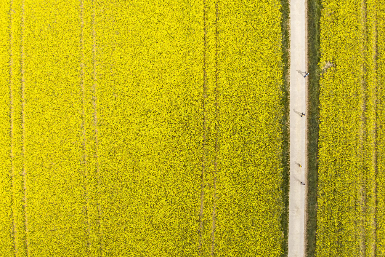 rapeseed field and people walking