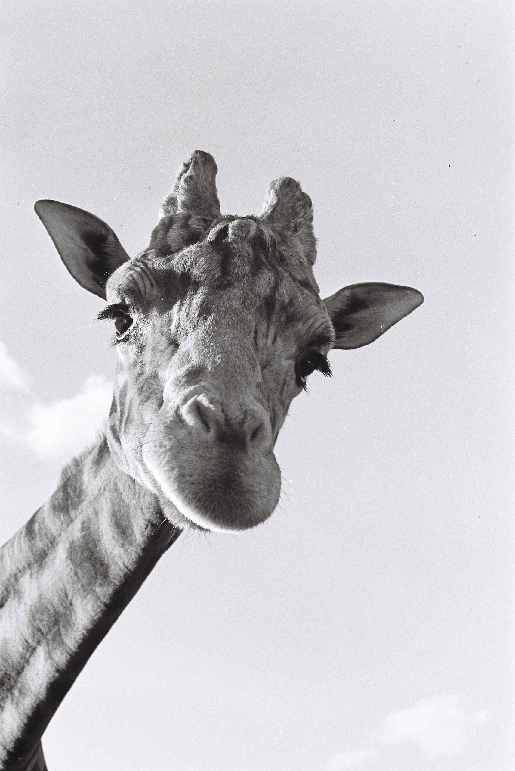 VIsta dal basso, testa e parte superiore del collo di una giraffa.