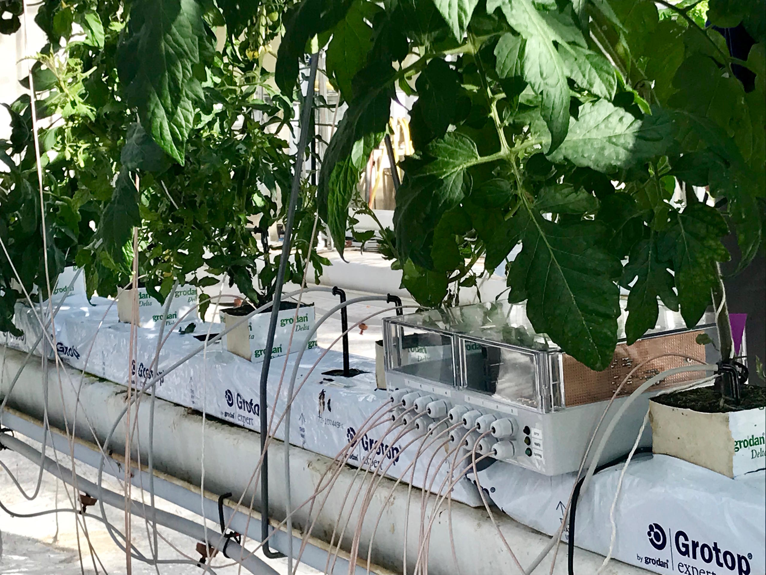 sensors on plants