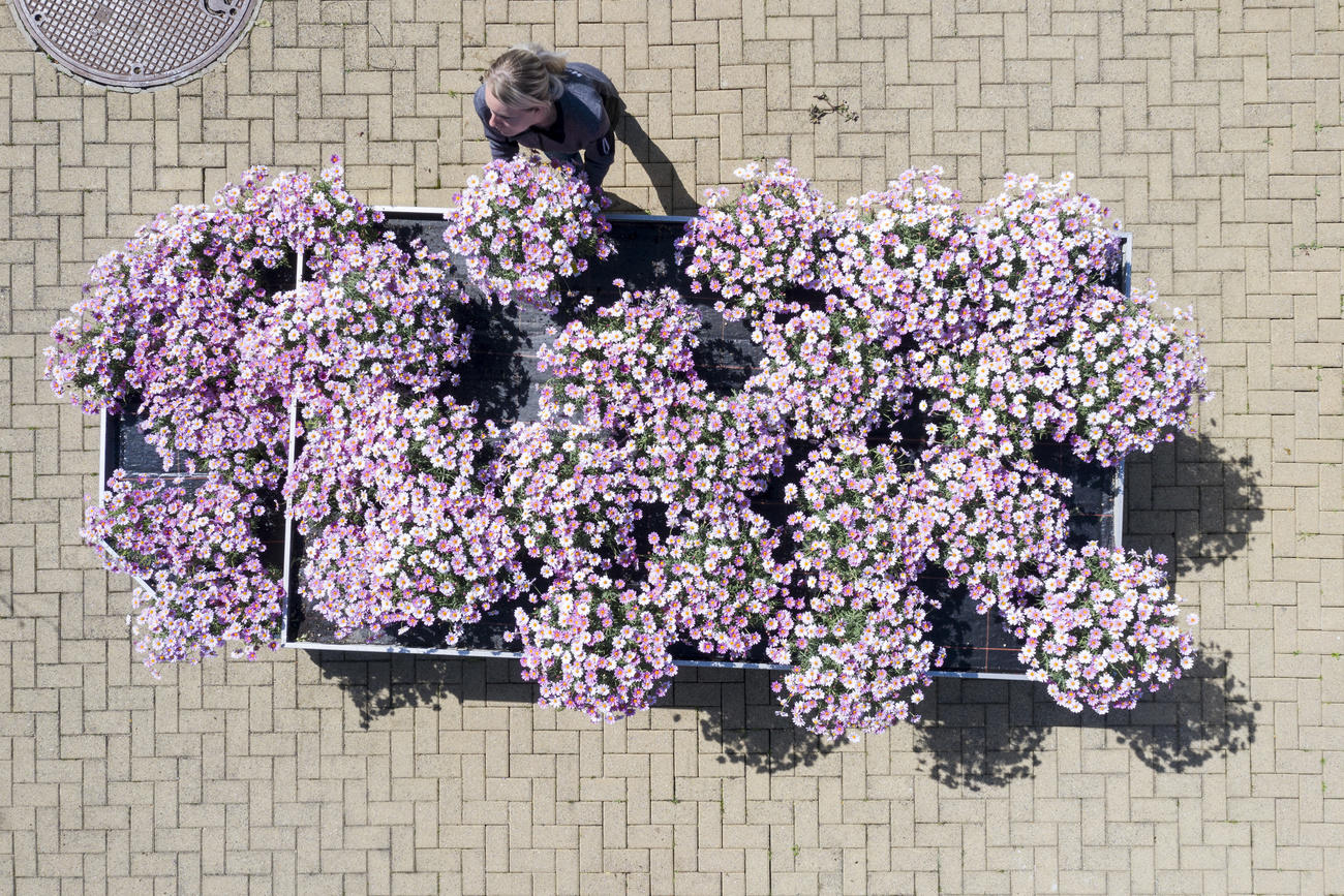 Fiori fotograafati dall alto