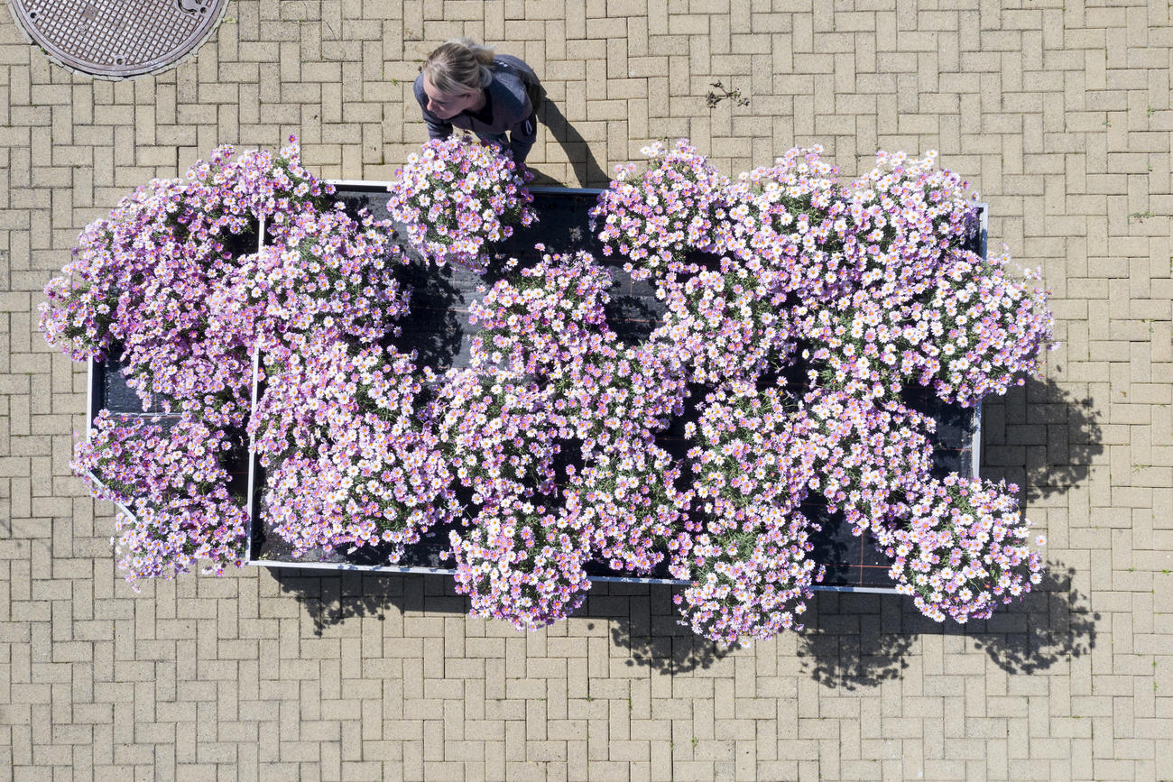 Una donna sta mettendo dei vasi di fiori in un grande carrello.