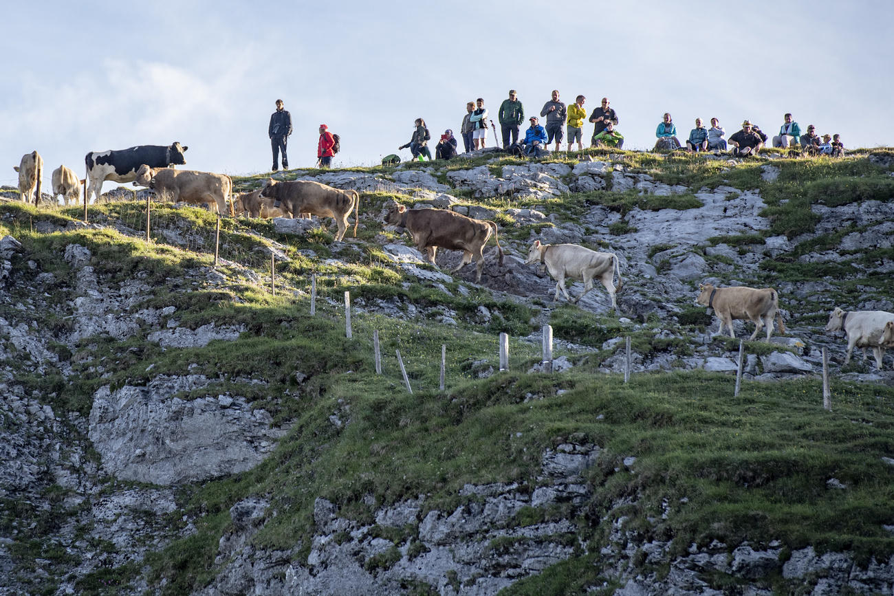 Cows climbing a mountain