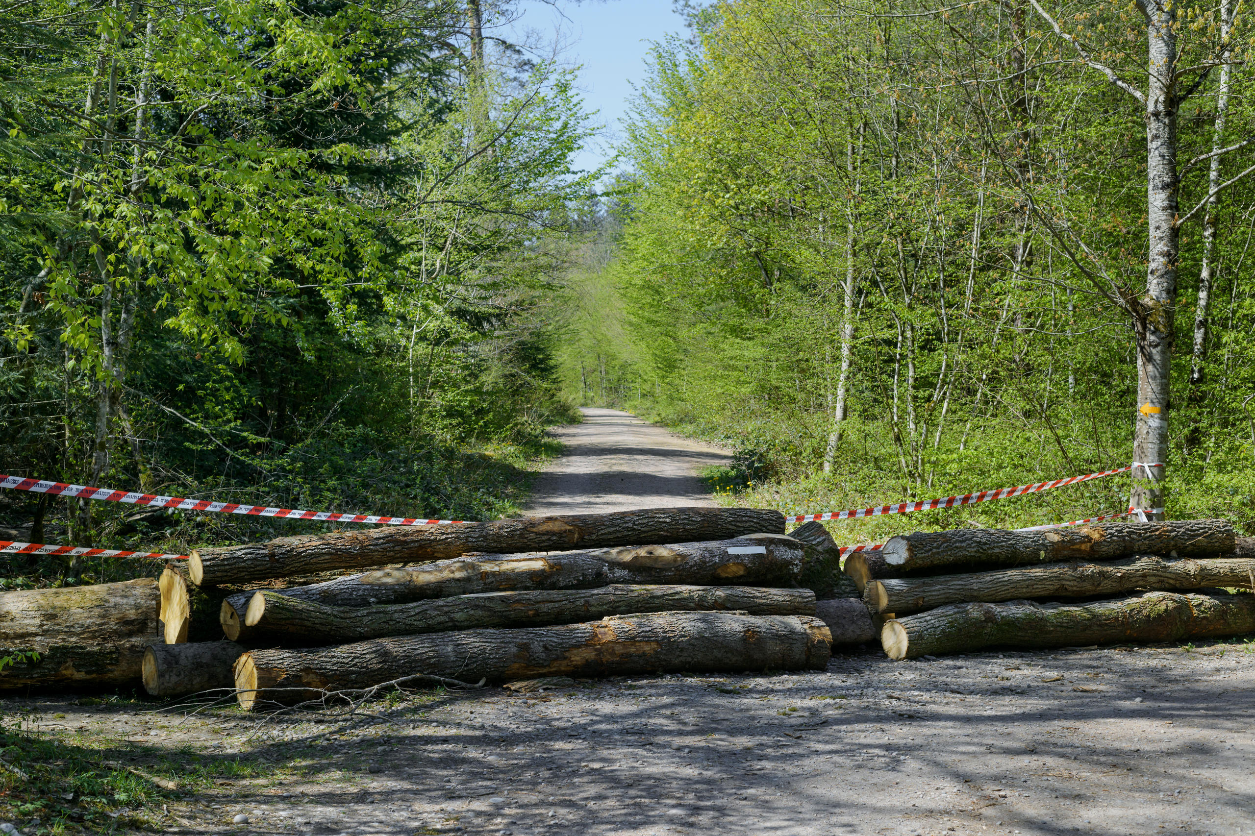 Hüntwangen: troncos impiden el paso en camino de bosque