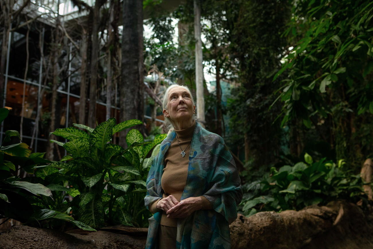 Jane Goodall