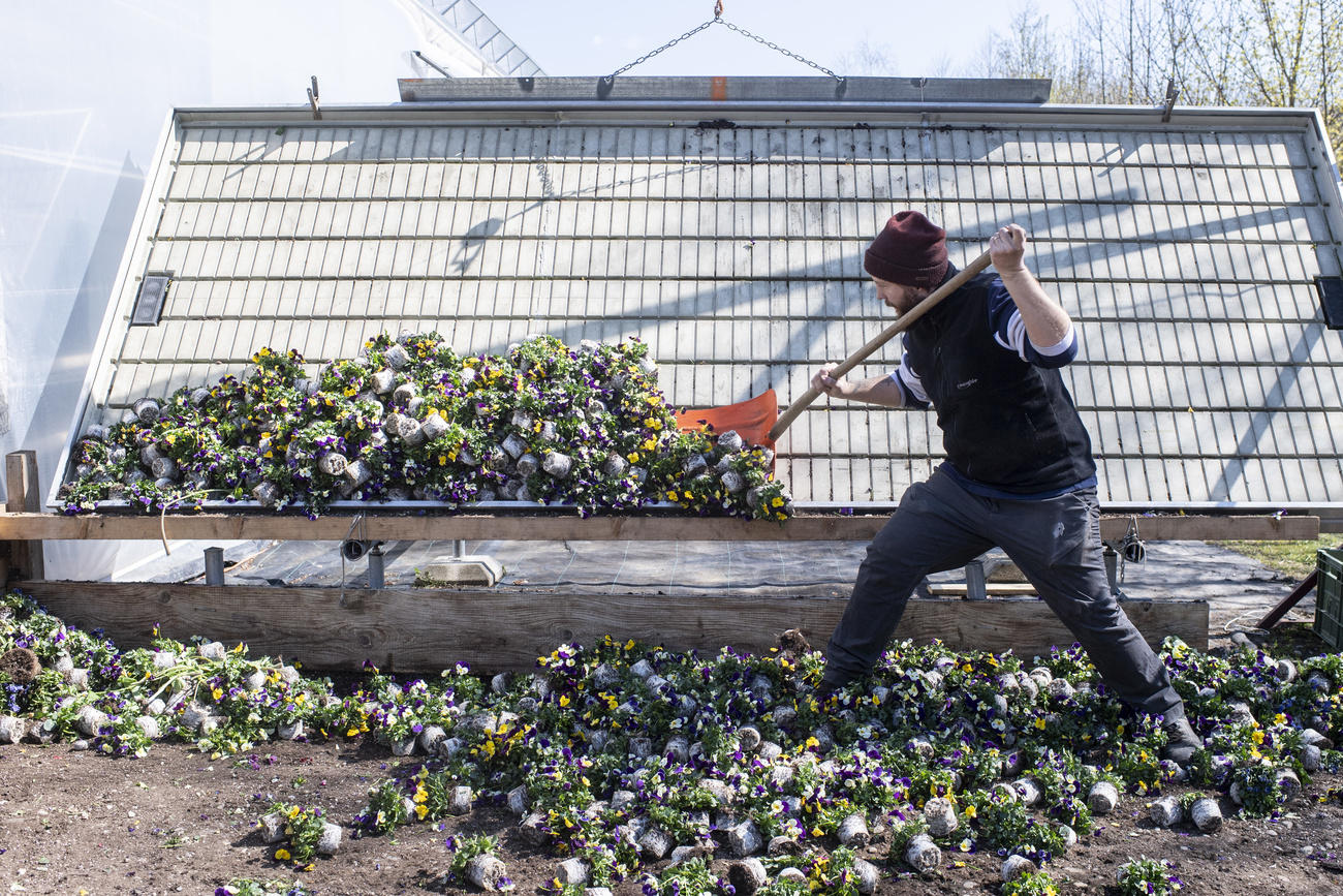 Man disposing of flowers