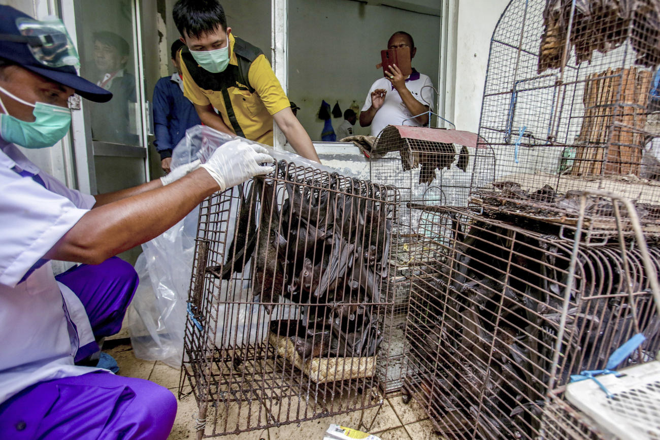 Pipistrelli in gabbia sequestrati a Solo (Indonesia)