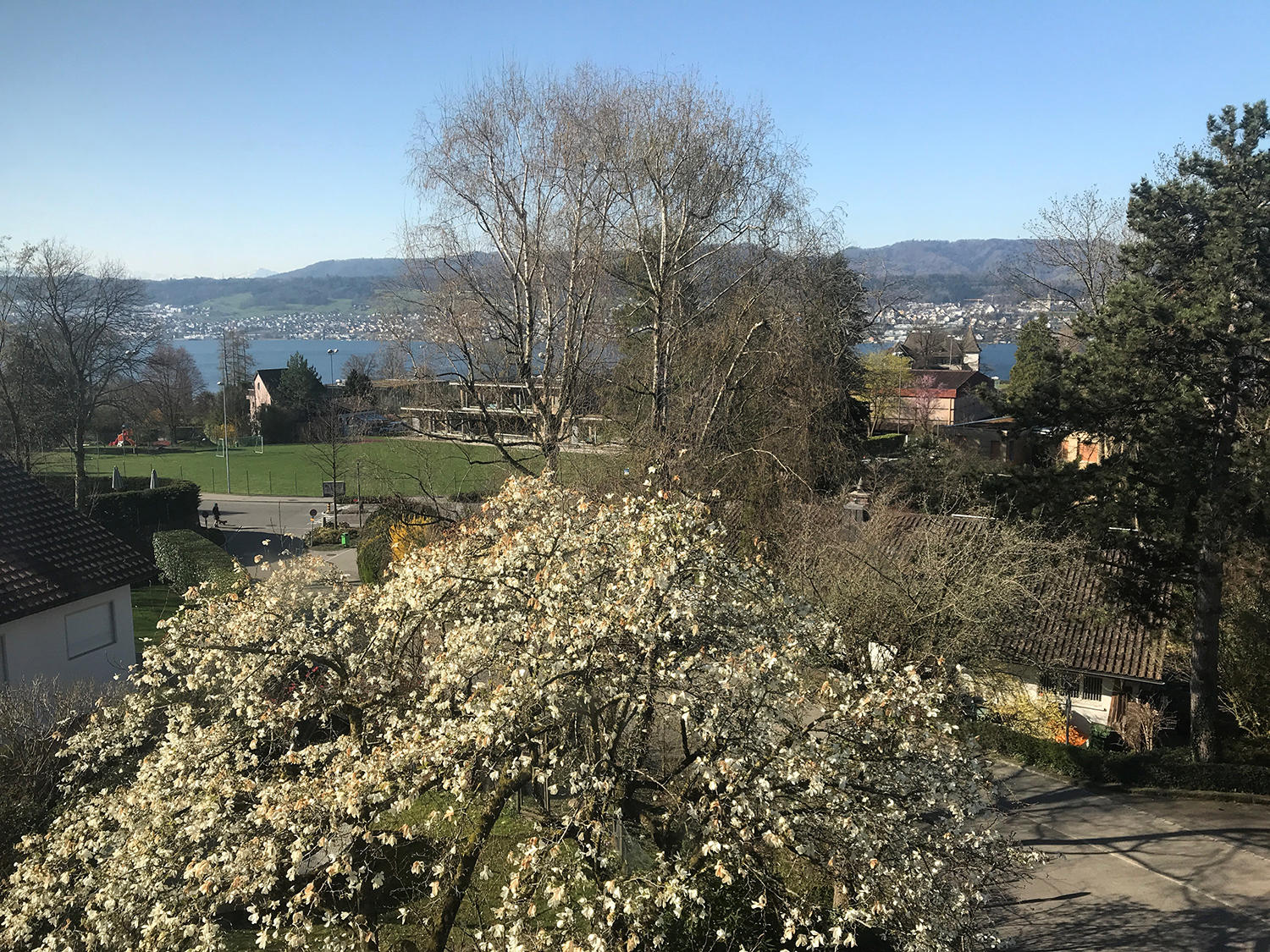 Sicht auf Bäume. Strahlend blauer Himmel