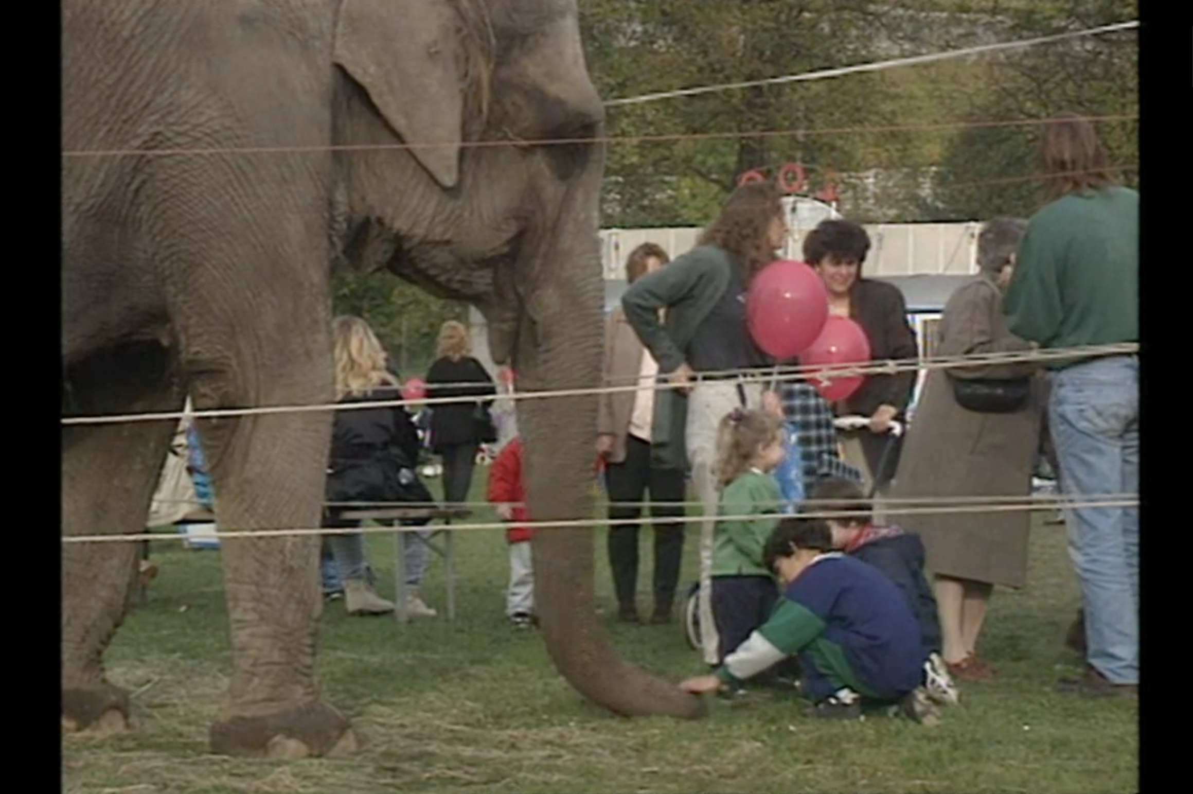 Un elefante poggia la proboscide a terra; un gruppo di bambini l accarezza; gente intorno