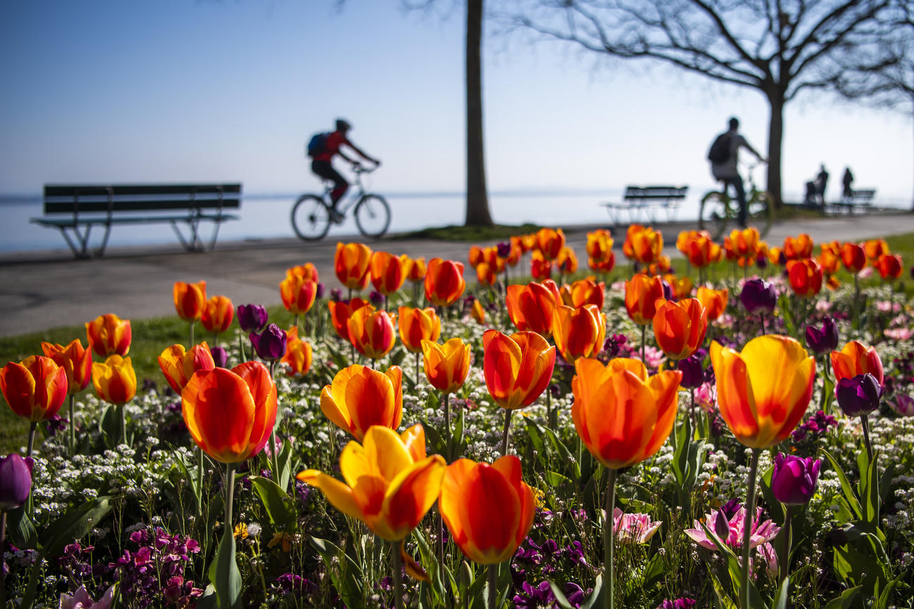 Ai bordi del lago di Neuchâtel in primo piano tulipani fioriti e sullo sfondo due ciclisti.
