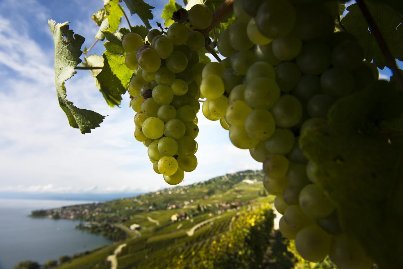 green grapes