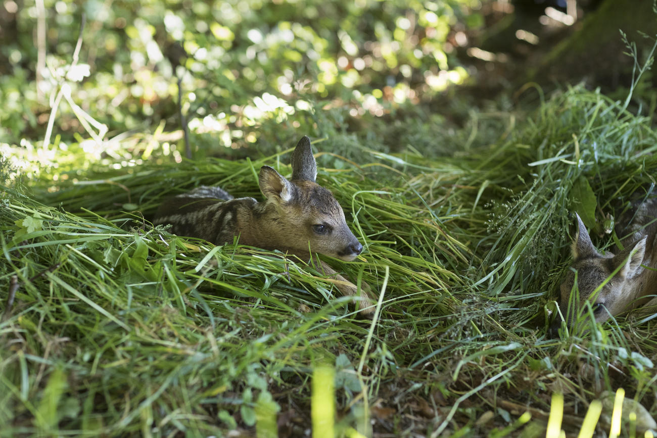 Un cucciolo di capriolo quasi sommerso da erba appena falciata.