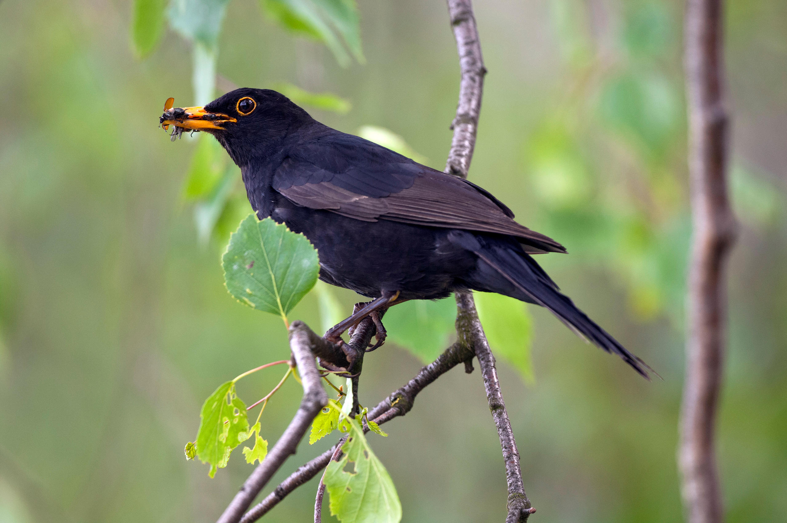 blackbird on branch with worm