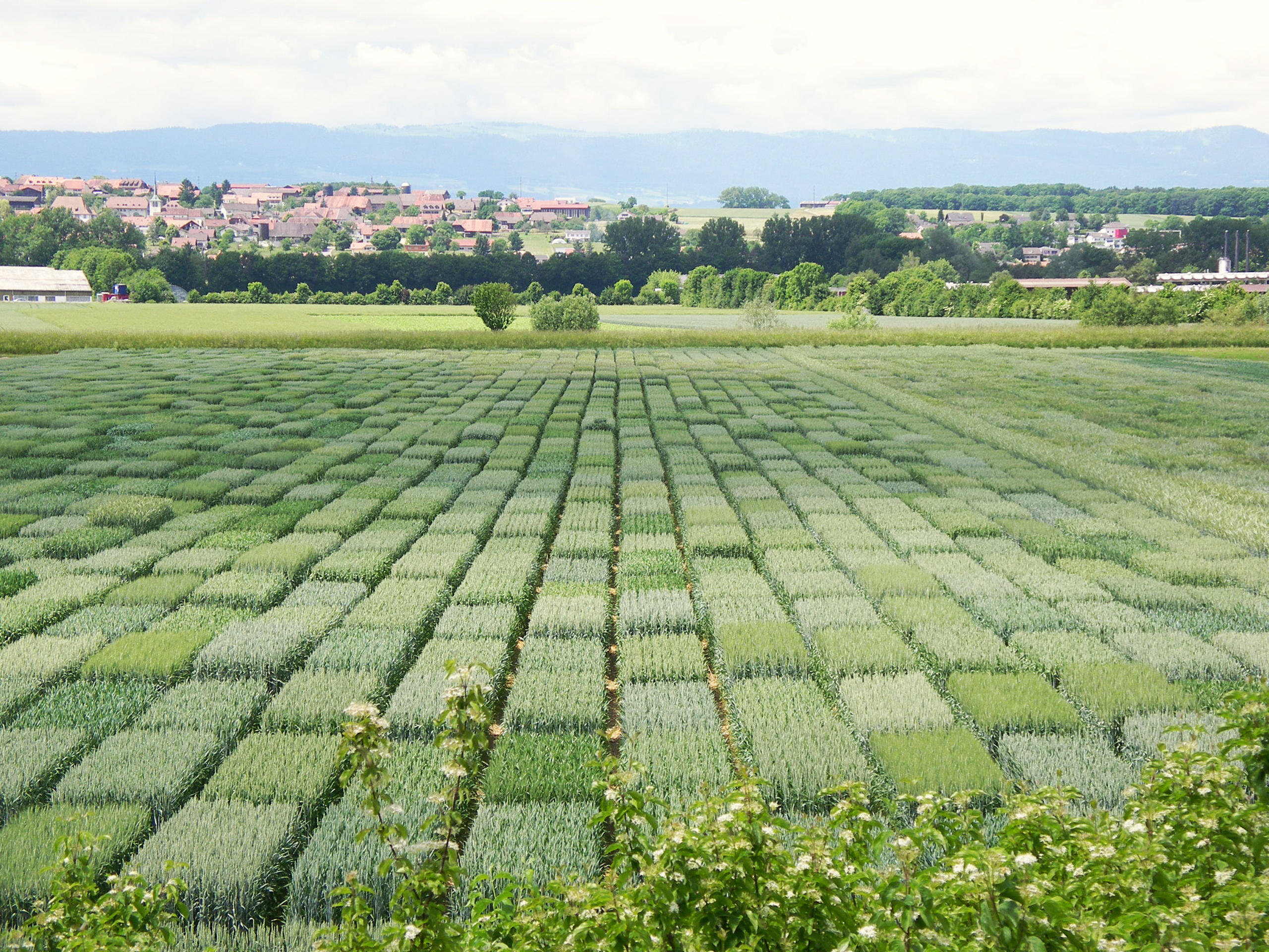 在DSP公司的试验田上，不同区域种植着不同品种的小麦。
