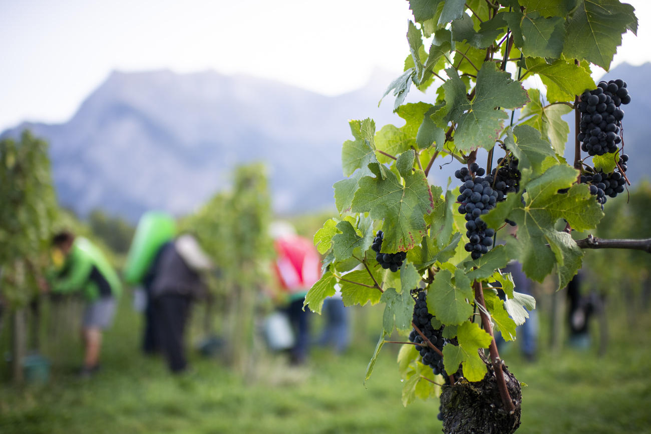 Lavoratori impegnati nella vendemmia di uve di Pinot Noir